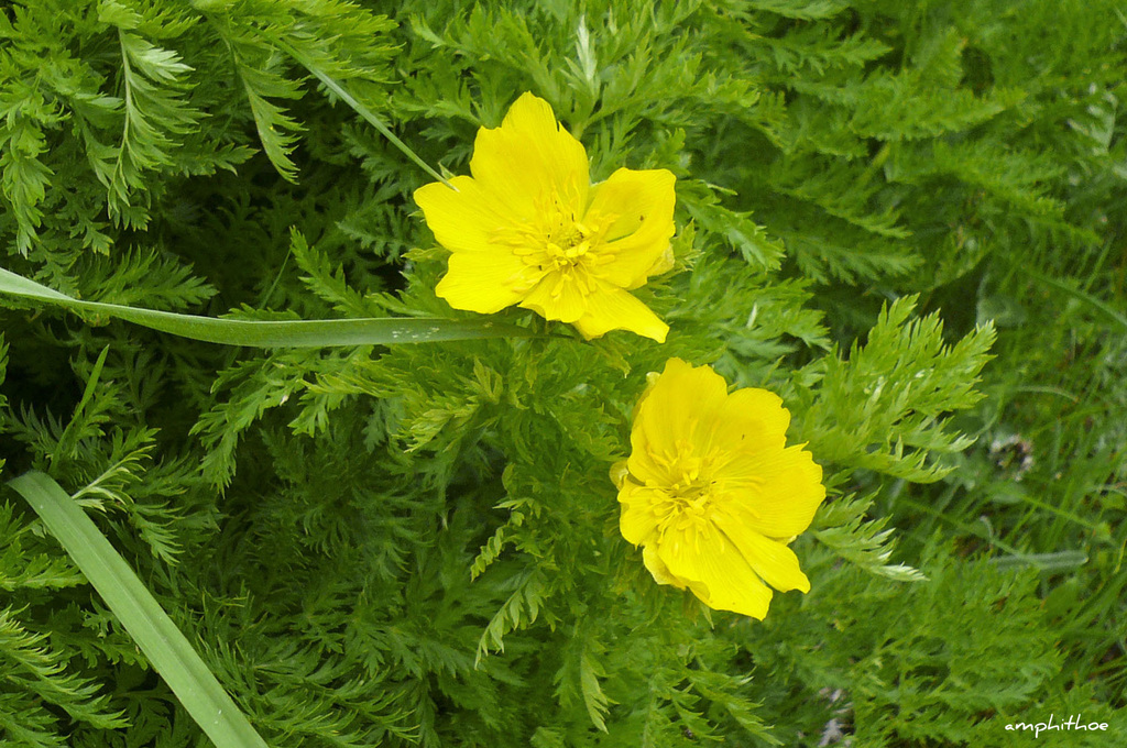 Adonis cyllenea