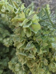 Atriplex
