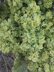Atriplex