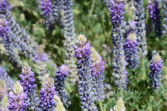 Lupinus lepidus sellulus