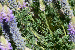 Lupinus lepidus sellulus
