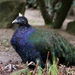 Congo Peafowl - Photo (c) Arjan Haverkamp, some rights reserved (CC BY)