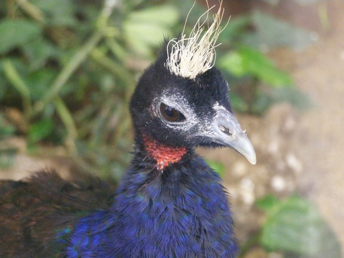 Congo Peafowl