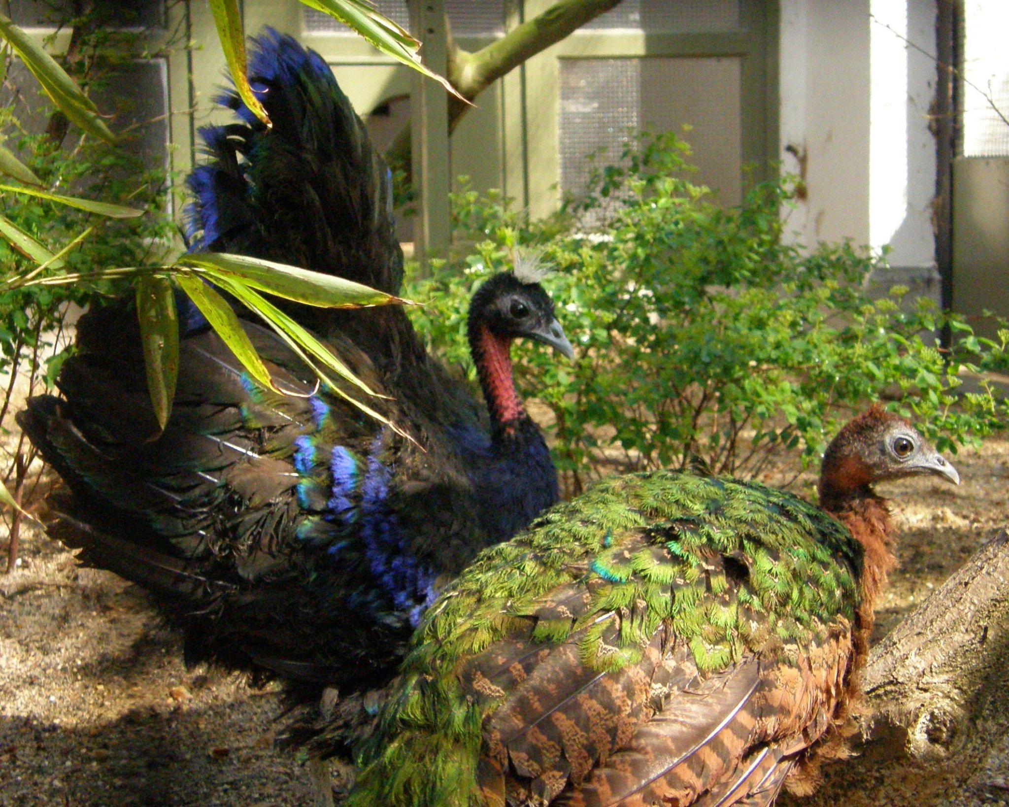Congo Peacock illustration