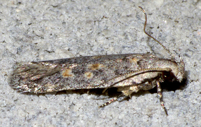 Filatima gomphopis