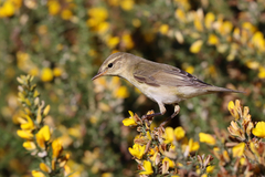 Phylloscopus ibericus