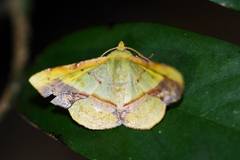 Fascellina plagiata