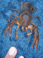 Lacunicambarus nebrascensis