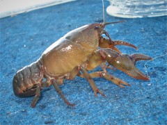 Lacunicambarus nebrascensis