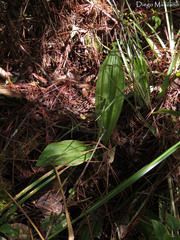 Calanthe calanthoides