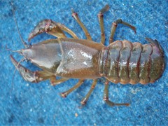 Lacunicambarus nebrascensis