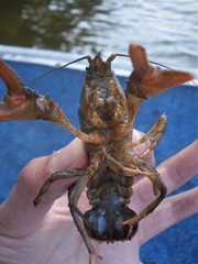 Lacunicambarus nebrascensis