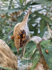 Oncopeltus fasciatus