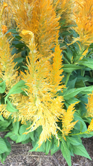 Celosia argentea plumosa