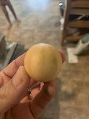 Cucurbita foetidissima