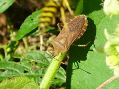 Anasa repetita