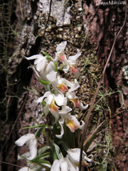 Calanthe calanthoides