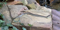 Thamnophis sirtalis annectens