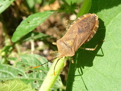 Anasa repetita