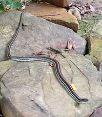 Thamnophis sirtalis annectens