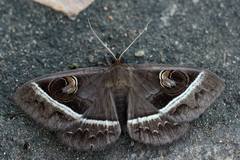 Metopta rectifasciata