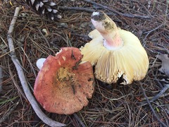 Russula subtenuiceps