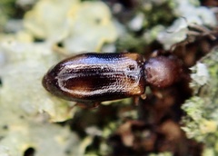 Salpingidae