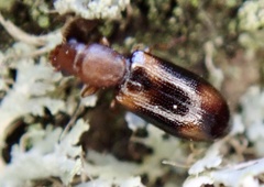 Salpingidae