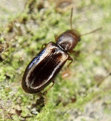 Salpingidae