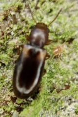 Salpingidae