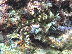 Microlipophrys canevae