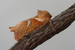 Triodia sylvina
