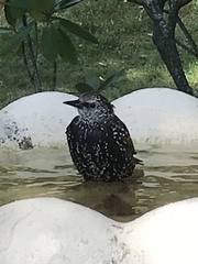 Sturnus vulgaris