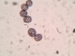 Russula subtenuiceps