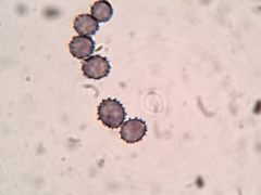 Russula subtenuiceps