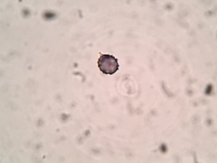 Russula subtenuiceps