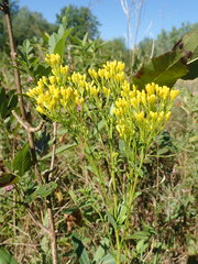Solidago ohioensis