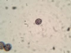 Russula subtenuiceps