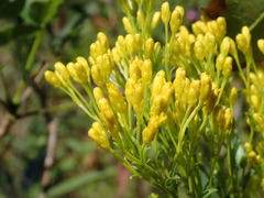 Solidago ohioensis