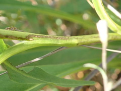 Solidago ohioensis