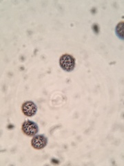 Russula subtenuiceps