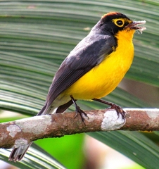 Myioborus melanocephalus