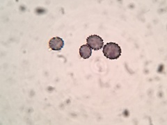 Russula subtenuiceps