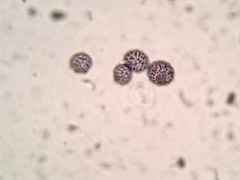 Russula subtenuiceps