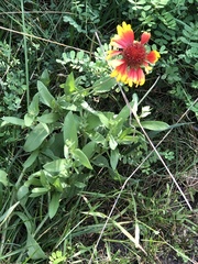 Gaillardia pulchella