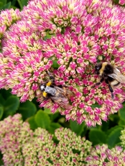 Bombus