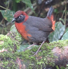 Formicarius rufipectus