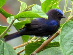 Conirostrum albifrons