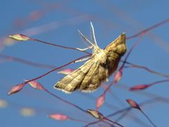 Emmiltis pygmaearia