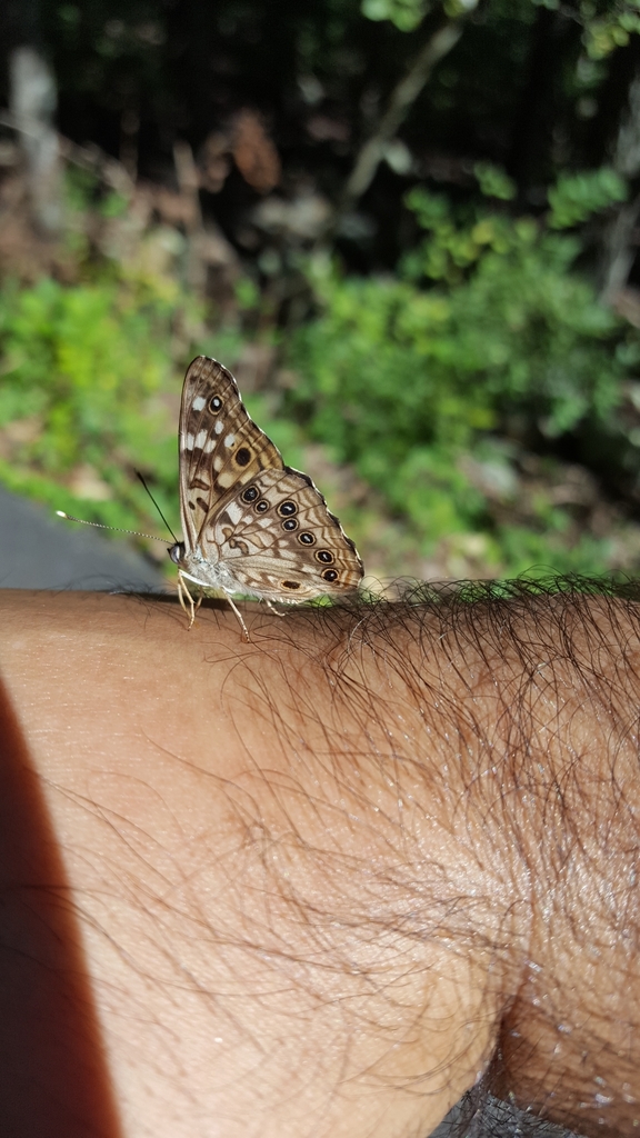 Hackberry emperor (Asterocampa celtis)